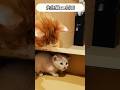 “助けて”と泣いていた…屋根裏で保護した子猫が家族になるまでの軌跡 #shorts #保護子猫 #子ネコ #白猫 #三毛猫 #保護猫