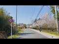 上長瀞駅から南桜通りをドライブ　【埼玉県秩父郡長瀞町】