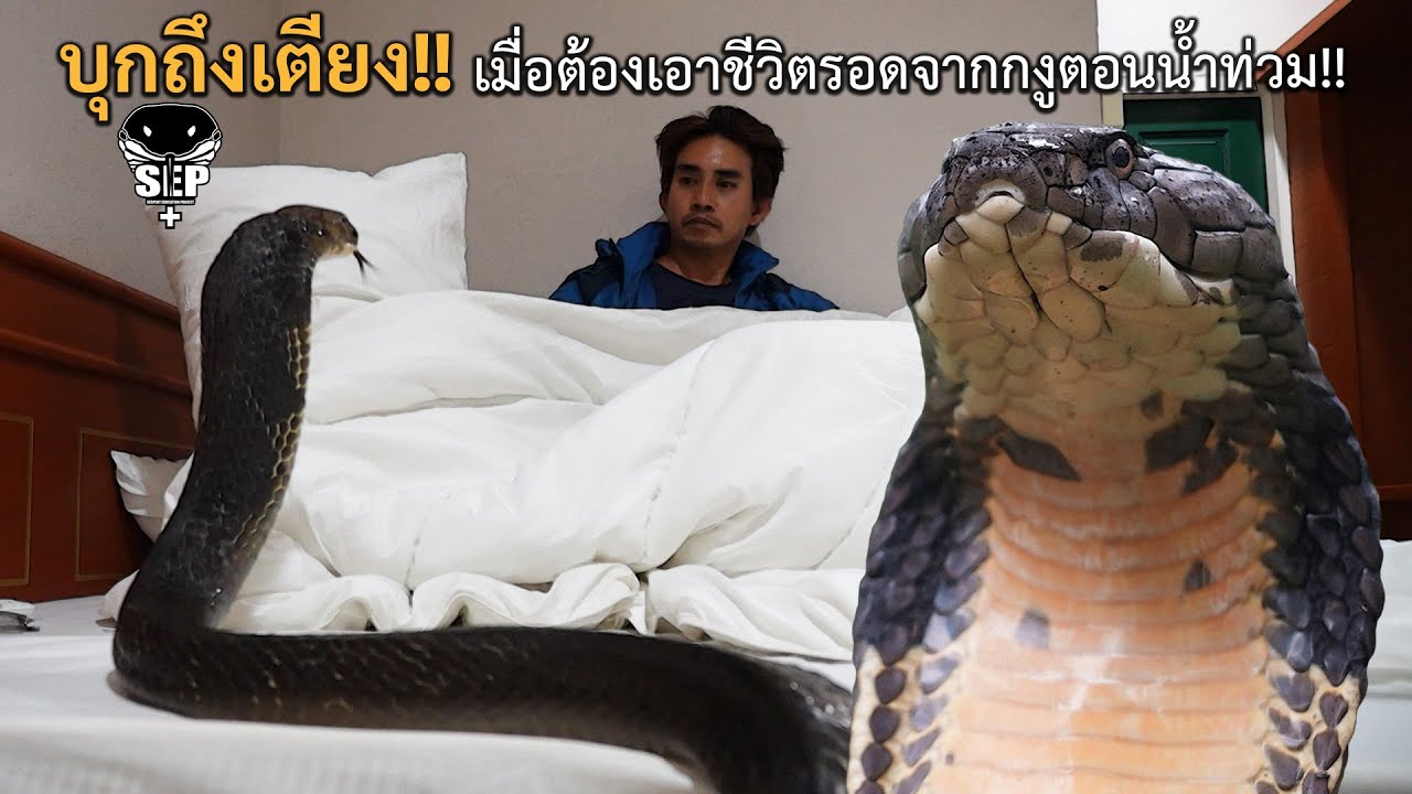 SEP EP.39 บุกถึงเตียง!! เมื่อต้องเอาชีวิตรอดจากงูตอนน้ำท่วม!!