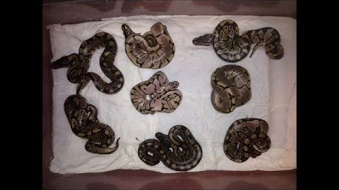 Ball python eggs hatching (68hour time lapse) Pastel X Spider