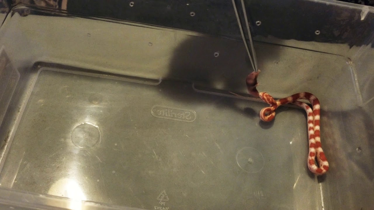 camera iphone 8 plus apk Cara Mia the corn snake feeding #1