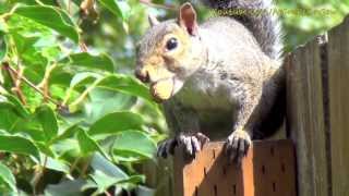 Cute Squirrel Eating Nuts