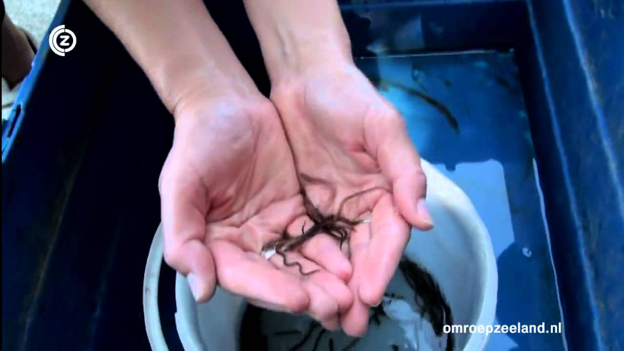 Zeeuws water 10 mei 2012: Trekvissen worden dwars gezeten