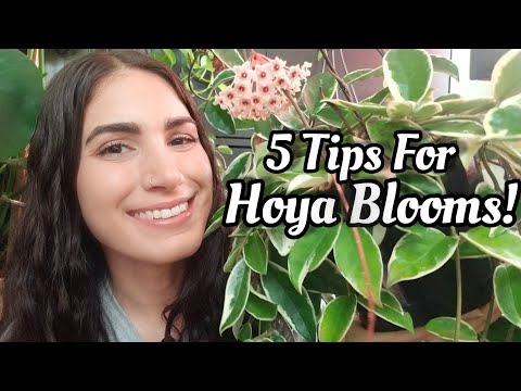 How To Get Your Hoya To Bloom || My Top 5 Care Tips!