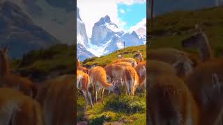 view beautiful amazing scenic shortvideo scenic