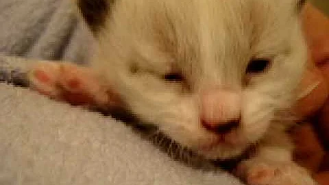 Watch the video about Coonie my little siamese mix kitten