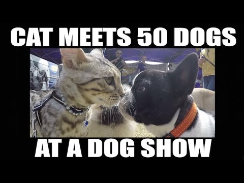 Watch this CAT meet 50 dogs at a dog show