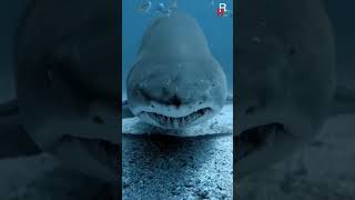 Incredible Animals Transformation ☠️ #animals #shorts #tiktok