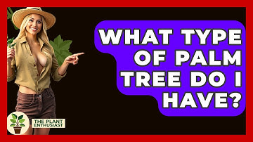 What Type Of Palm Tree Do I Have? - The Plant Enthusiast