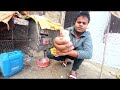 Aseel lakha murge kye bacche | aseel murga kye  bacche #javaaseel #aseel lakha #bacche 