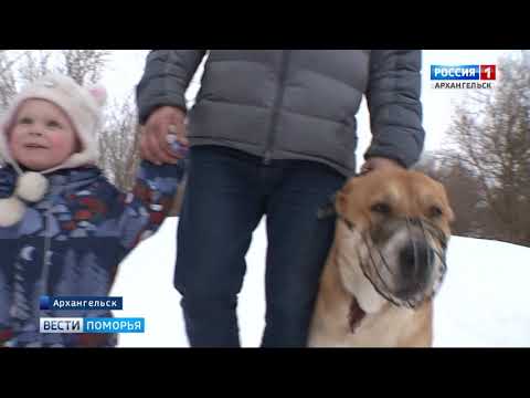 В правительстве России готовят перечень пород собак, которые могут навредить человеку