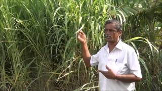 Mixed Fodder Cultivation