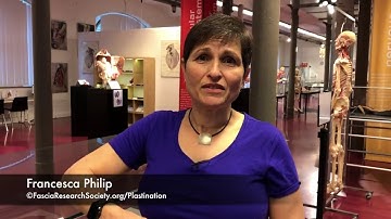 Fascial Net Plastination Project: An Invitation to View Fascial Plastinates with FRAN PHILIP