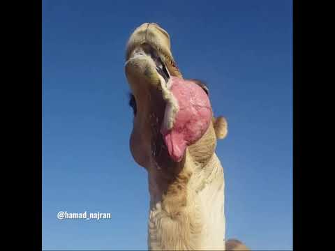 نجران جمل بعير