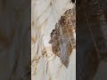 ROKA Pivot Doors - pivot door with amazing Patagonia stone #pivotdoors #pivotdoor #amazingdoor