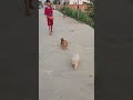 catche if u can 🤣 #dog #animals