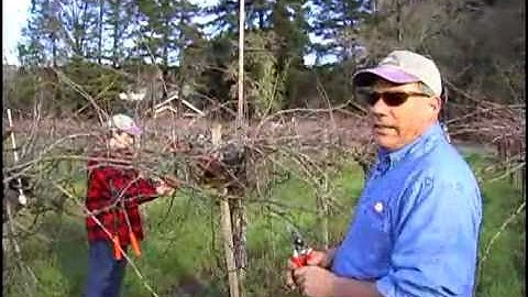 Grape Vine Pruning Technique