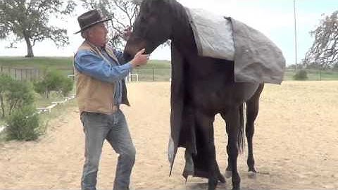 Back to Basics Horsemanship Intro