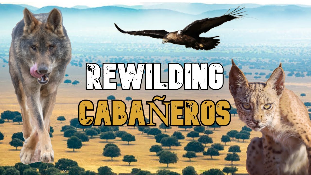 Recuperar la fauna del Parque Nacional de Cabañeros | con Darío Gómez