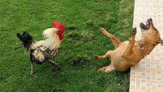 Hilarious ANIMALS Have NO Idea How DRAMATIC They Are! 🤣 Top Funny Animal Videos 2026