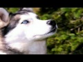 Siberian Husky Snow Dogs - High Definition.