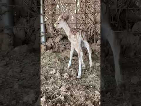 غزال حديث الولاده