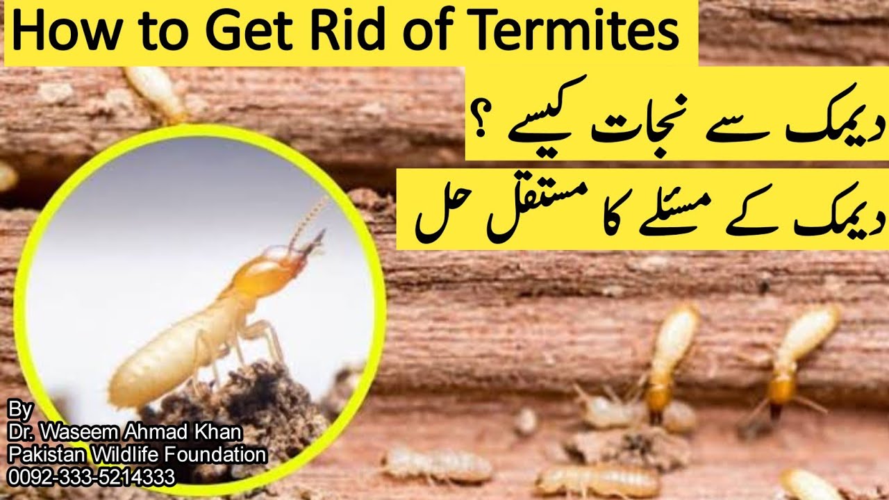 Latest Technology To Get Rid of Termites Permanently | Deemak Say Nijat Ka Mustakil Hal