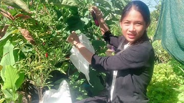 Bao trái cây , chống ruồi vàng đục quả