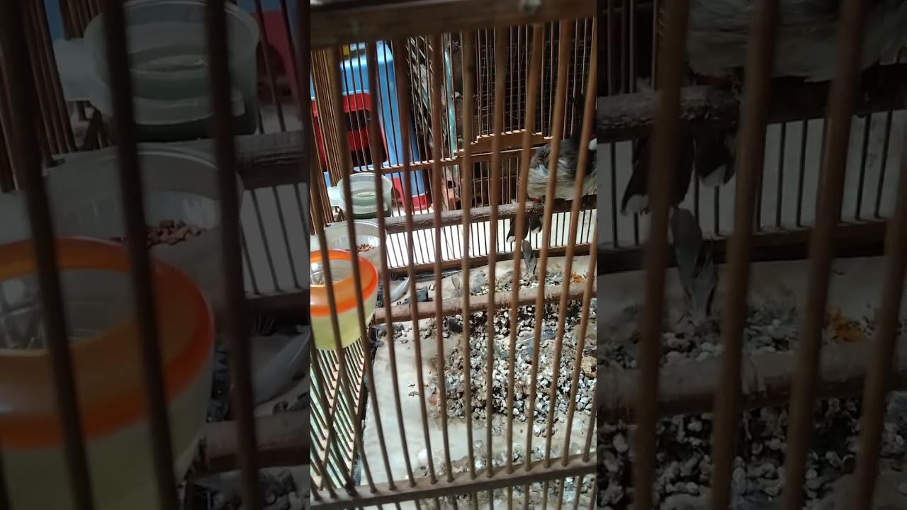  Ép lông cho  chào mào bị sâu lông  (để rớt lông )