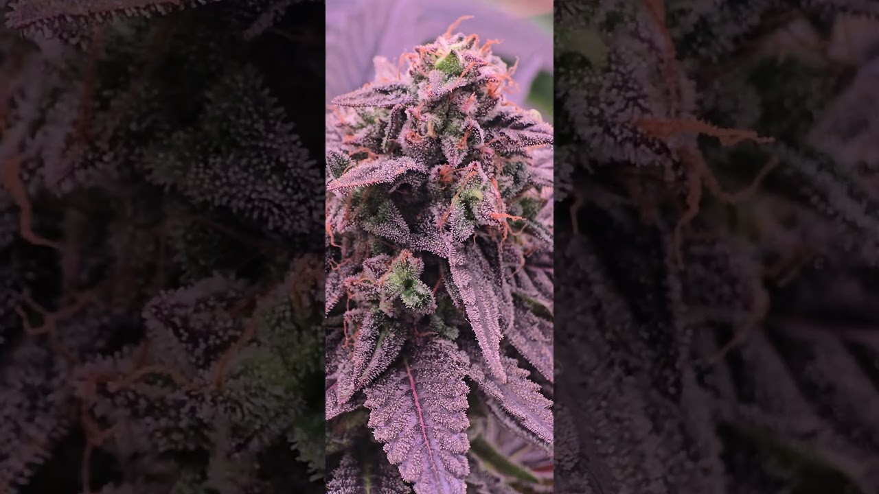 Yo nunca quito hojas grandes II