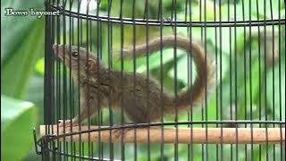 Tupai kekes / Celemes GACOR | MASTERAN UNIK !!!!