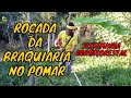 Segunda Roçada do Ano no Pomar Agroflorestal / Início do Período de Seca