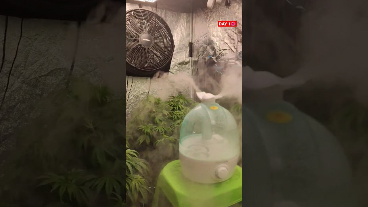 🌺✅DIA 1 FLORAÇÃO ⛺GROW 240X120X200💡PAINEL viparspectra  XS4000 e P4000 GROW LIGHT 