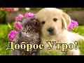 Доброе Утро! Прекрасного Дня! Красивая Музыкальная Открытка с Добрым Утром! Веселая Музыка