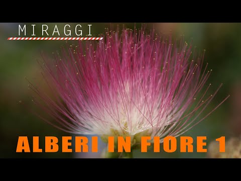 Video: Alberi In Fiore Di Hurghada