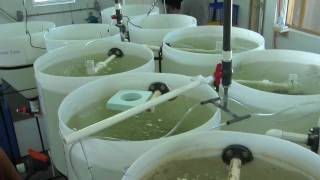 Hatchery