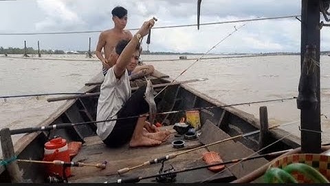 cách câu cá út siêu nhanh.. mồi tép câu cá út siêu nhạy