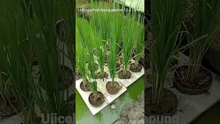 Ujicoba Padi Terapung Di Kolam 15 X 15 M