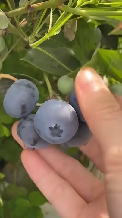 Harvest of berry family fruits #raspberry #blueberry #strawberry #mulberry