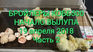 Бройлеры Кобб500 (Чехия) / Часть 2: Начало вылупа