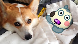 Baby Wolfoo vs Puppy Dog Animation | Wolfoo in Real Life | Funniest Cats And Dog  Woa Doodland