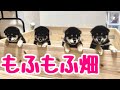 柴犬 子犬 高くした壁をついに乗り越えてしまった子犬 柴犬 子犬 高くした壁をついに乗り越えてしまった子犬