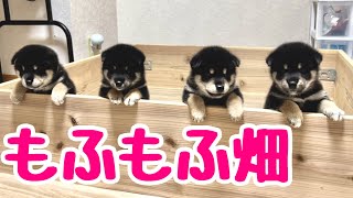 【柴犬 子犬】高くした壁をついに乗り越えてしまった子犬