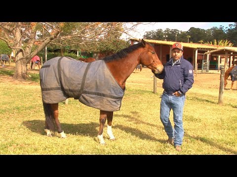 Vídeo: Cuidados De Inverno Para O Cavalo Mais Velho - 4 Dicas Para Ajudar Seu Cavalo Durante O Inverno