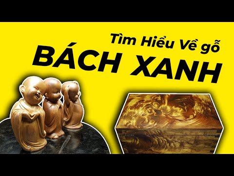 Video Tìm hiểu gỗ Bách Xanh ? - youtube