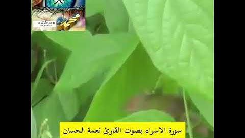 القران الكريم سورة الاسراء القارئ نعمة الحسان