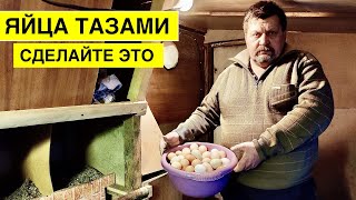 Как УВЕЛИЧИТЬ ЯЙЦЕНОСКОСТЬ КУР зимиой  ? Соблюдайте эти факторы и ваши куры будут нестись всегда !