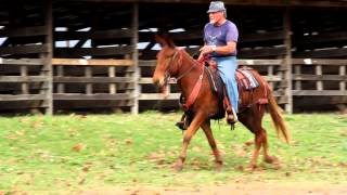 Harley Gaited John Mule Video 2