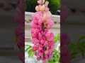 Pretty in Pink - Lupine