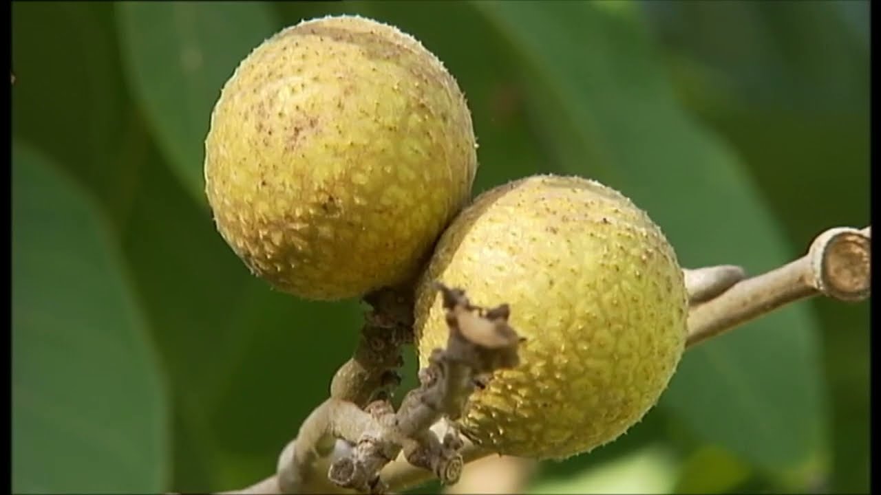 IFAPA de Córdoba, centro de investigación puntero en análisis aplicado a seguridad alimentaria